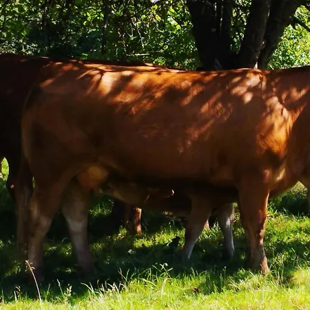 Casa di campagna El Jondrigu
