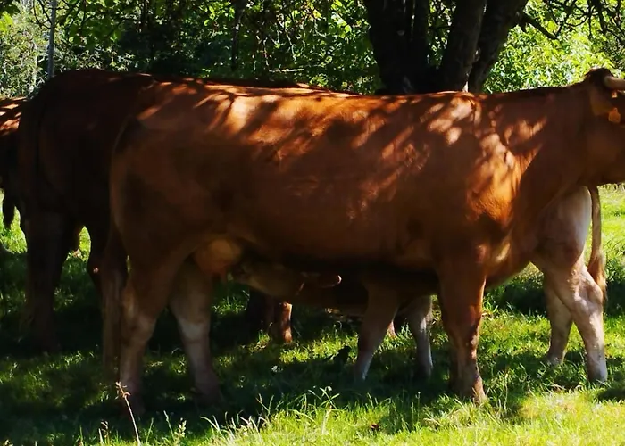 Country house El Jondrigu